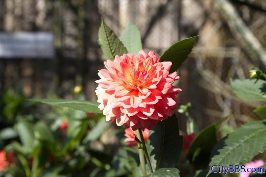 蒲屏皇宫花卉