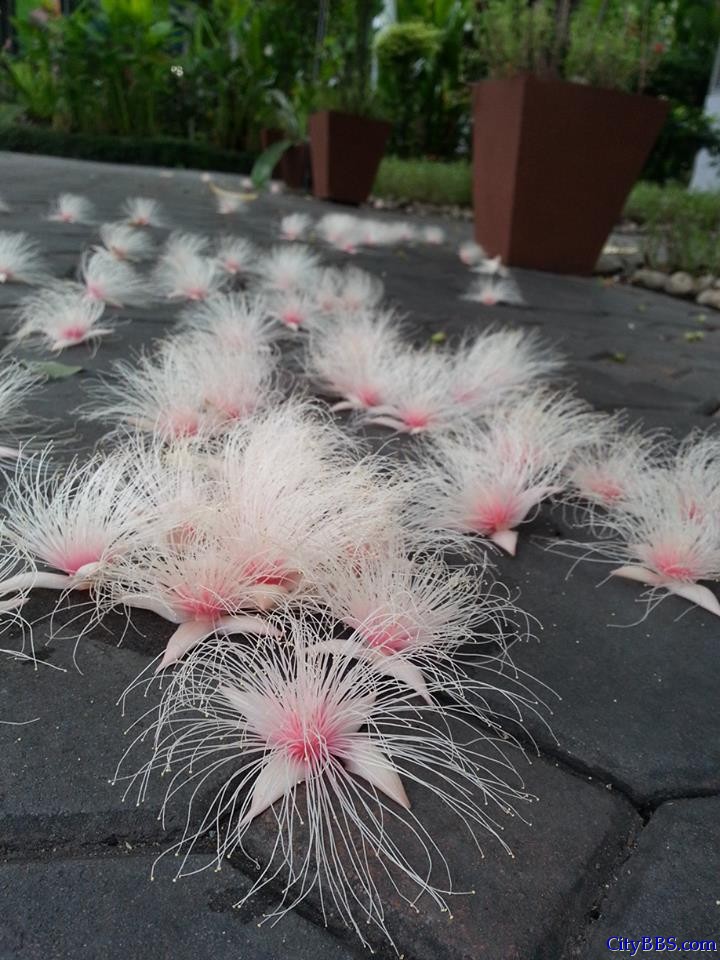 清迈旅游风情_Chiang Mai Travel