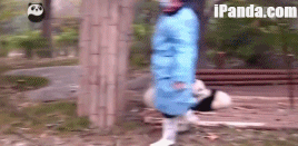 熊猫统治互联网