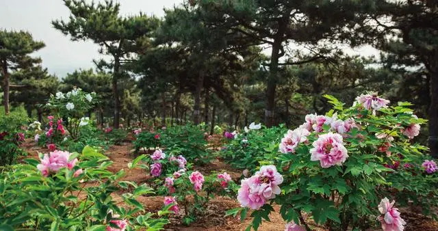 北京牡丹文化节