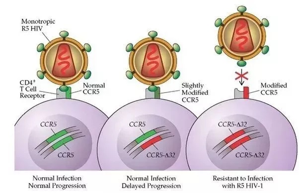 HIV 感染与 CCR5 细胞膜蛋白