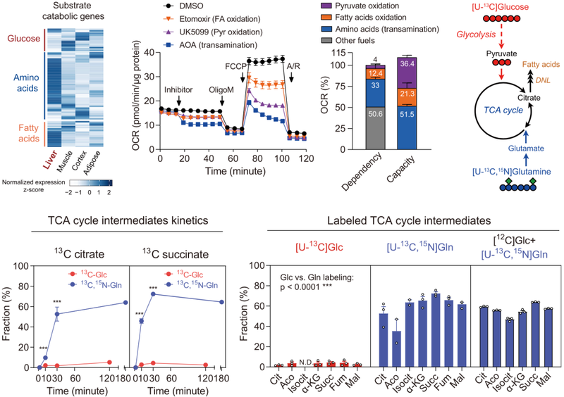 肝脏TCA循环的主要底物是氨基酸，而不是葡萄糖